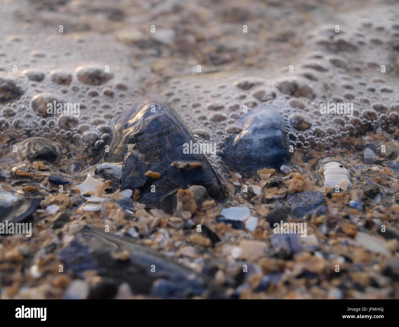 Shell with foam licking round it Stock Photo Alamy