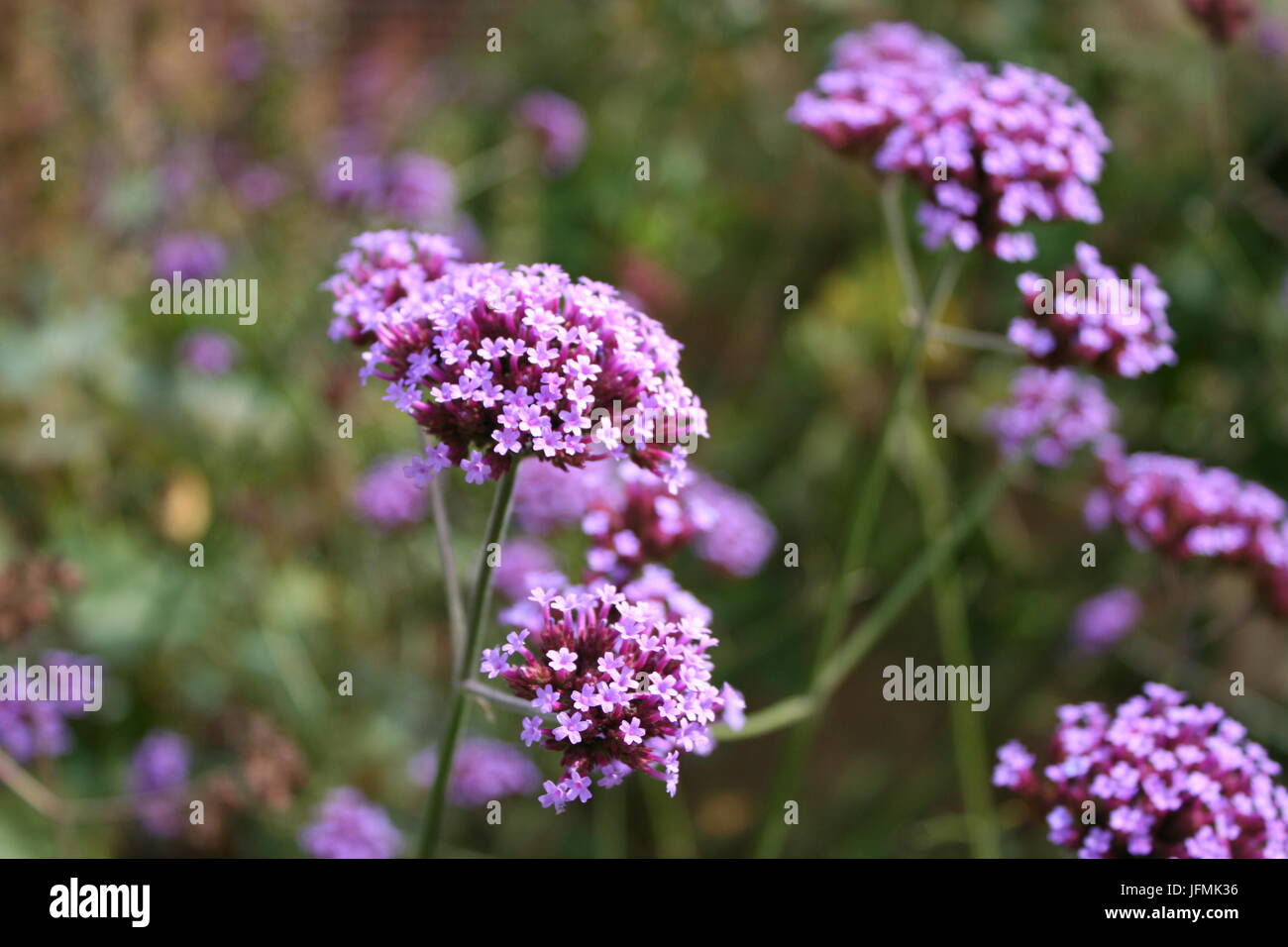 Verbena Bonariensis Close Up, Valentines Park Stock Photo Alamy