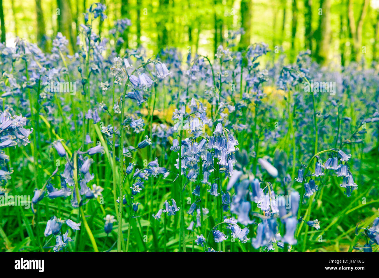 A close up of a patch of bluebells in English woodland Stock Photo