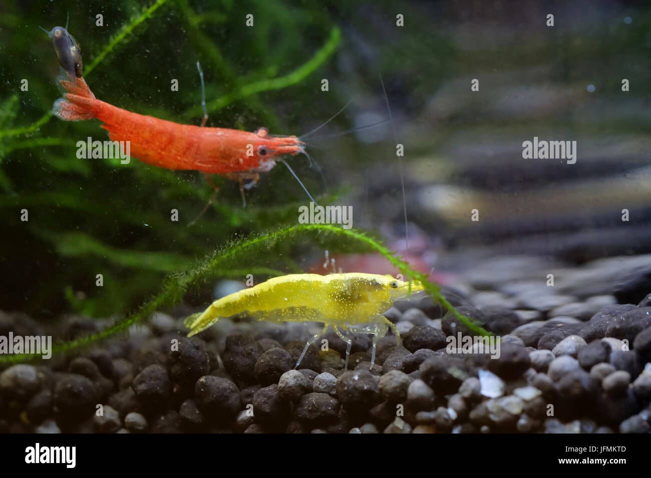 Portrait of a Golden Yellow Shrimp with a Red Cherry Shrimp Stock Photo