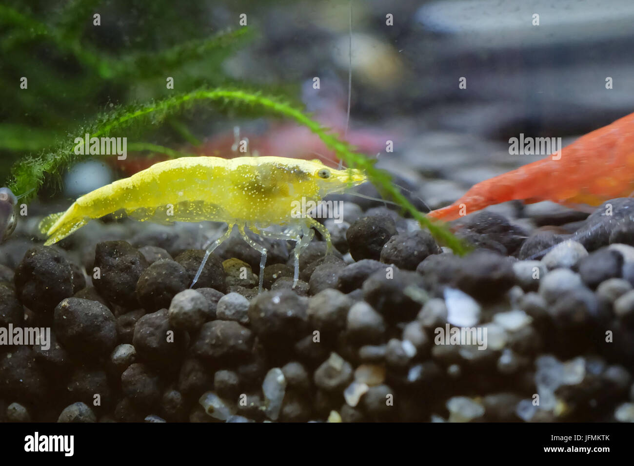 Portrait of a Golden Yellow Shrimp with a Red Cherry Shrimp Stock Photo