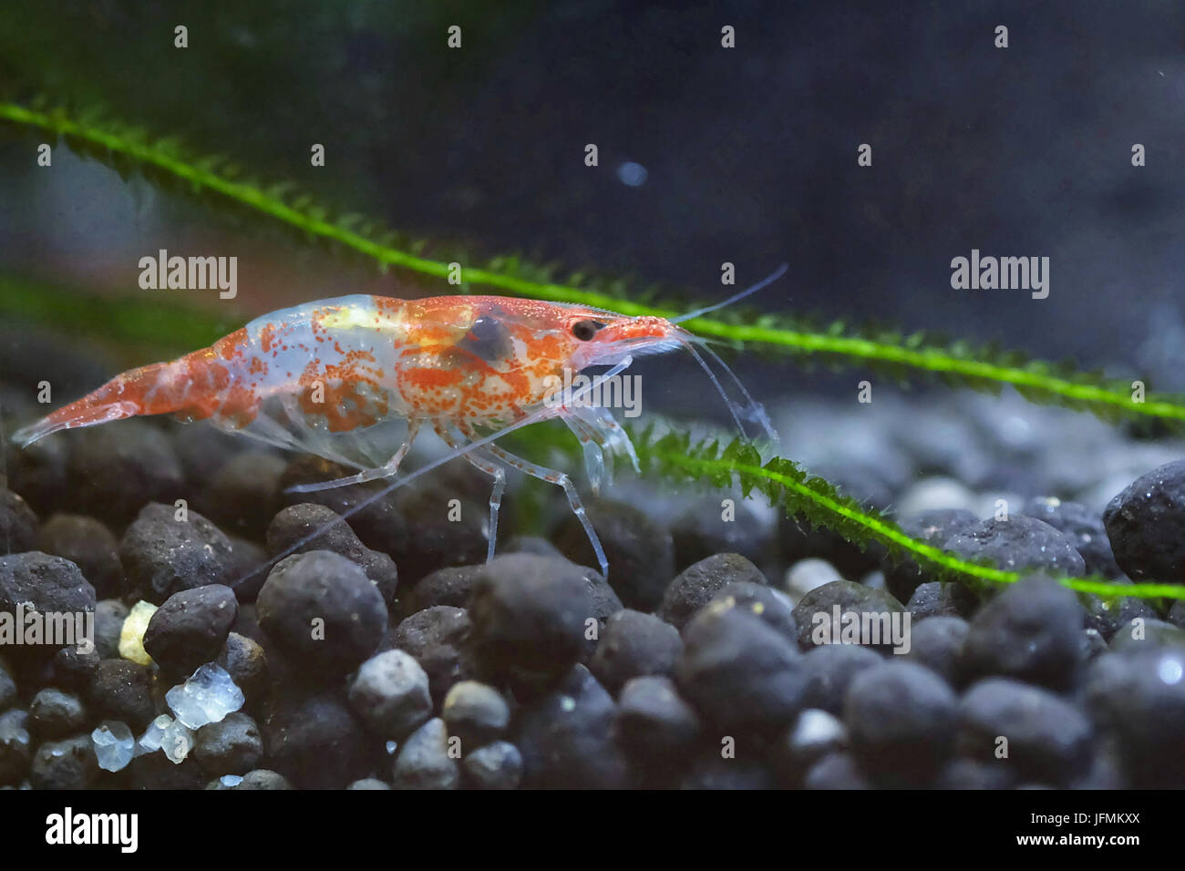 Portrait of a Tropical Shrimp Stock Photo