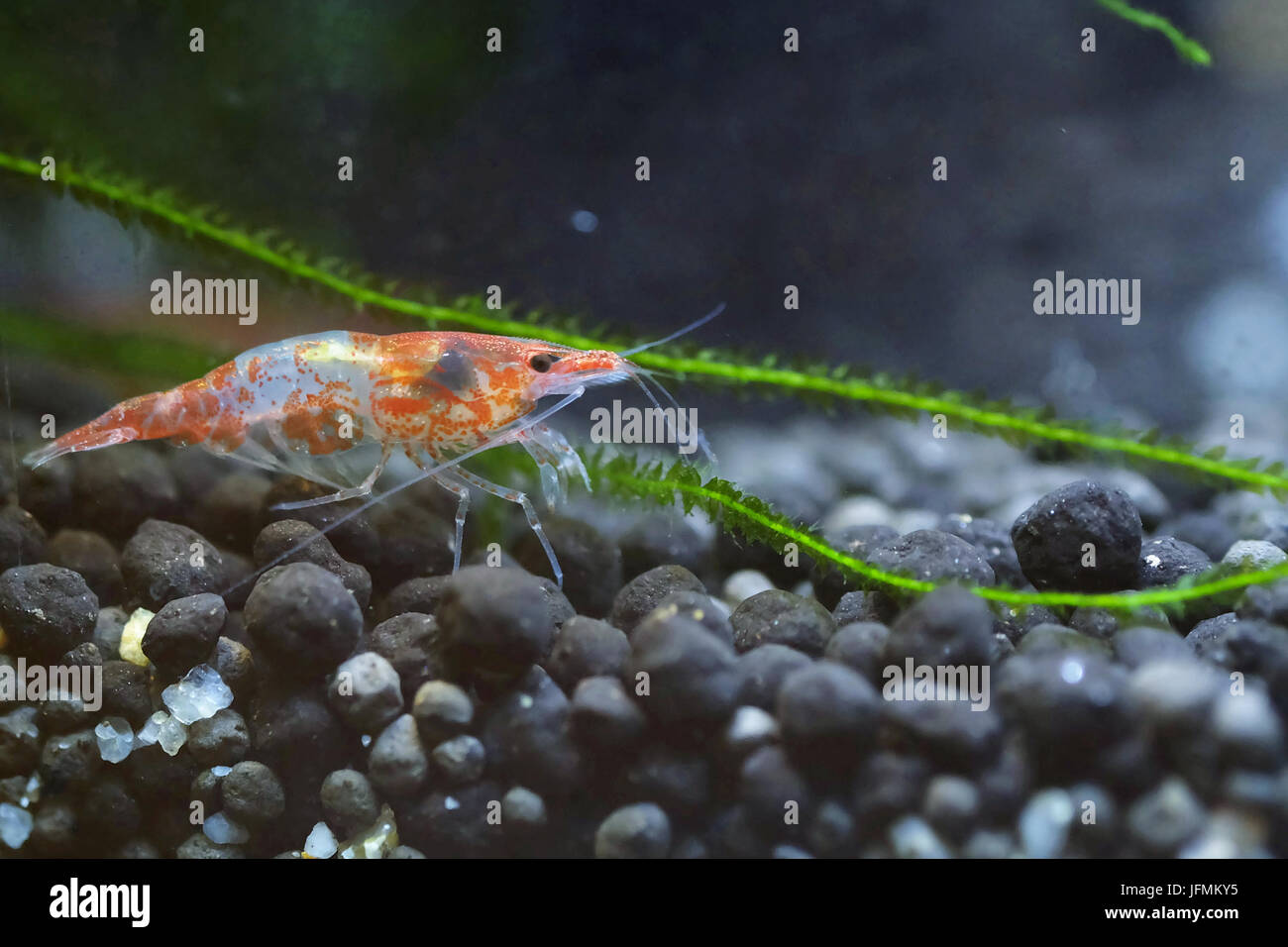 Portrait of a Tropical Shrimp Stock Photo