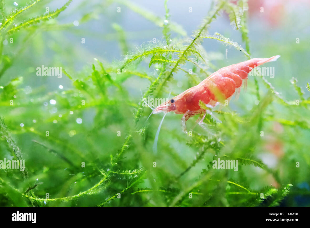 Portrait of a Red Cherry Shrimp Stock Photo