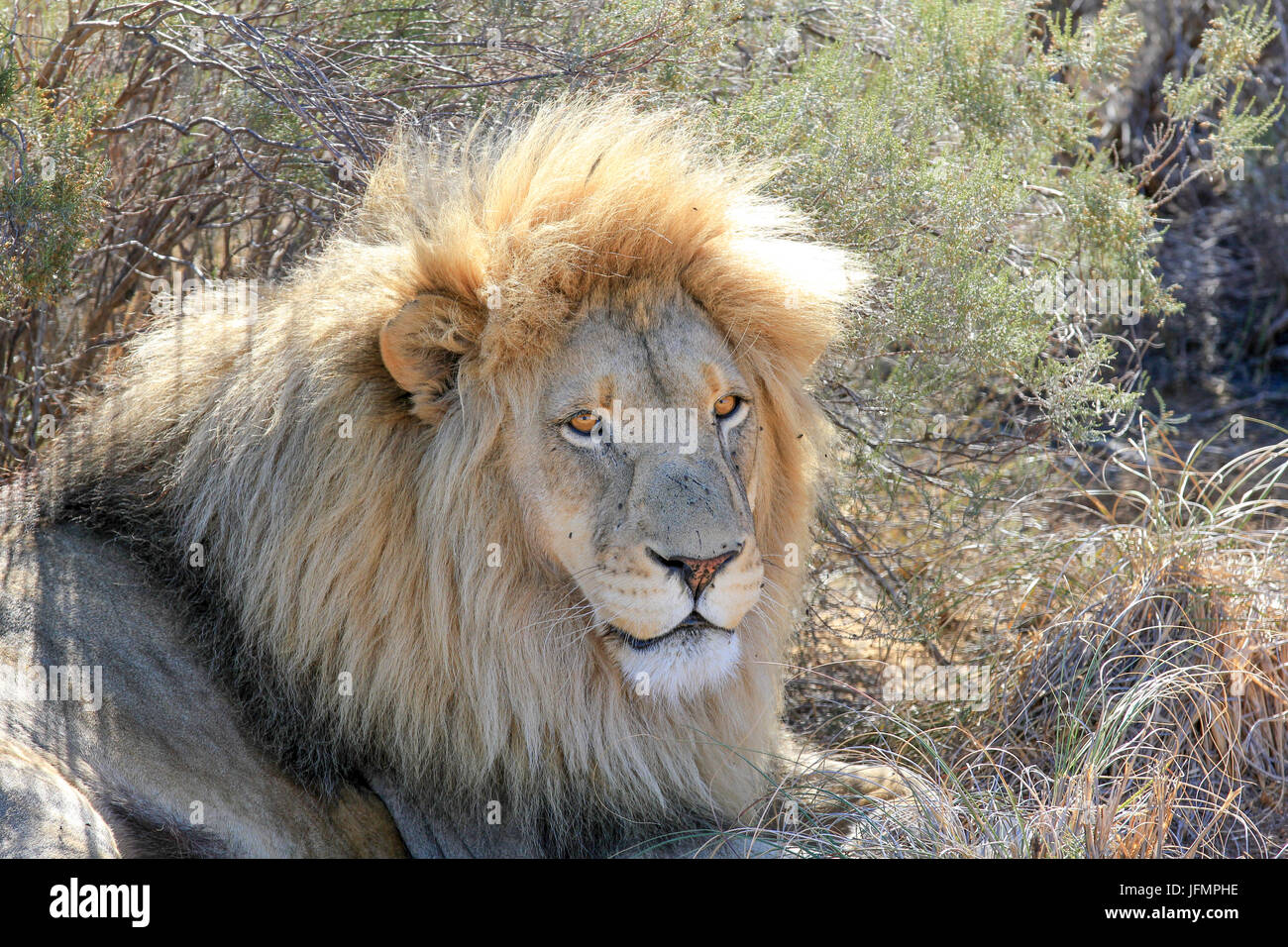Male lion under bush hi-res stock photography and images - Alamy