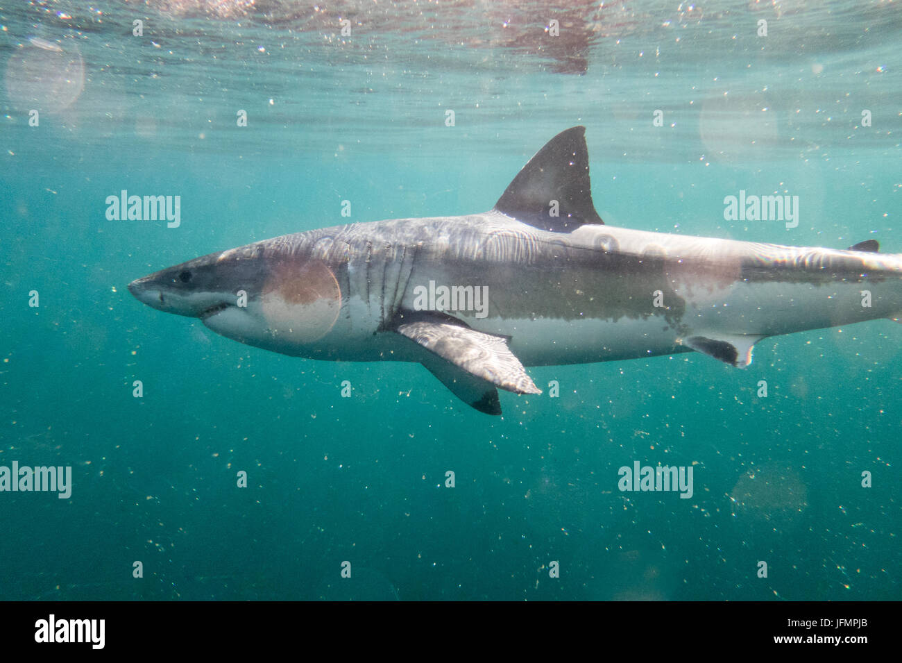 South African Great White Stock Photo