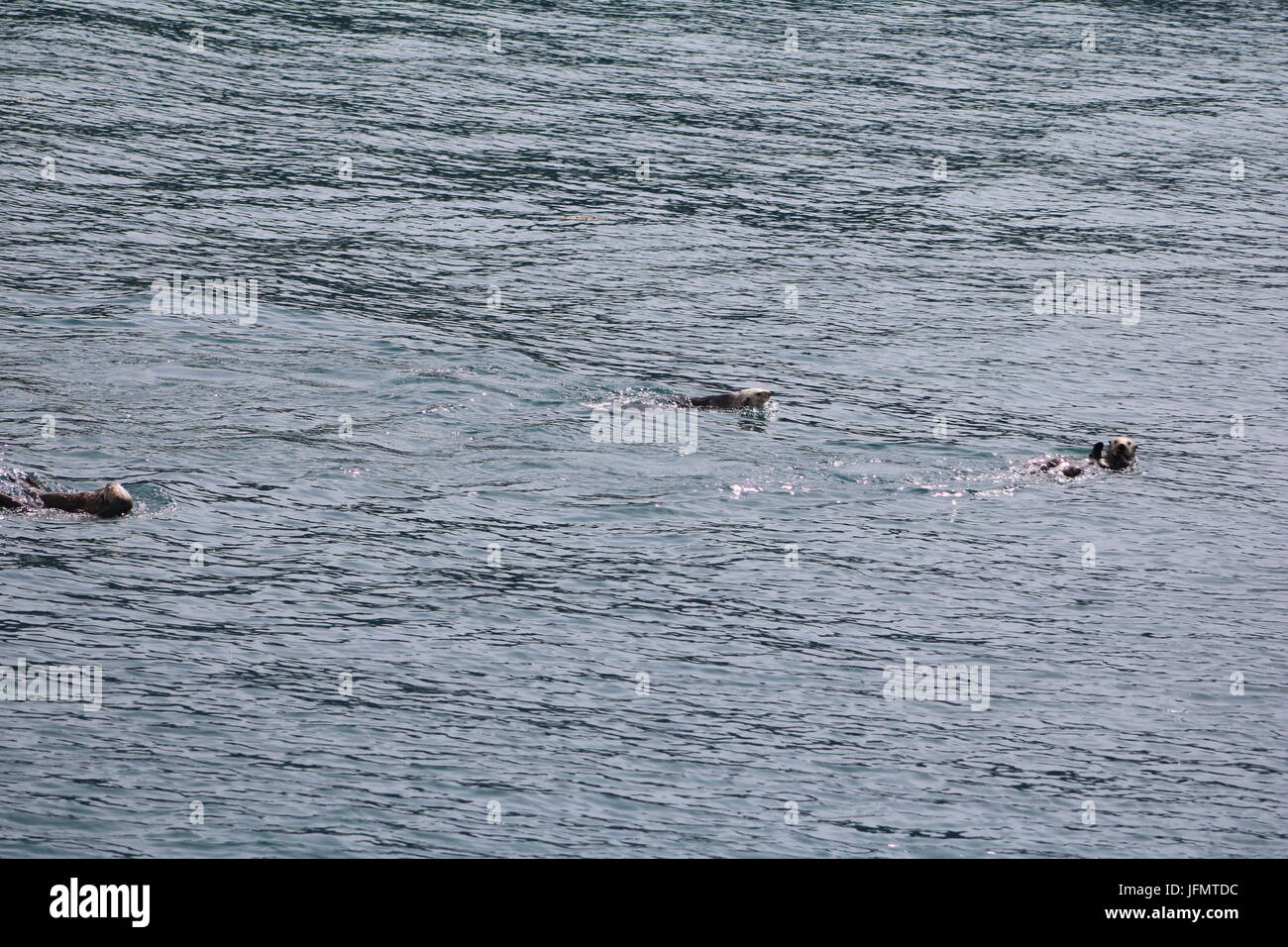 Sea Otters playing in open Alaskan water Stock Photo - Alamy