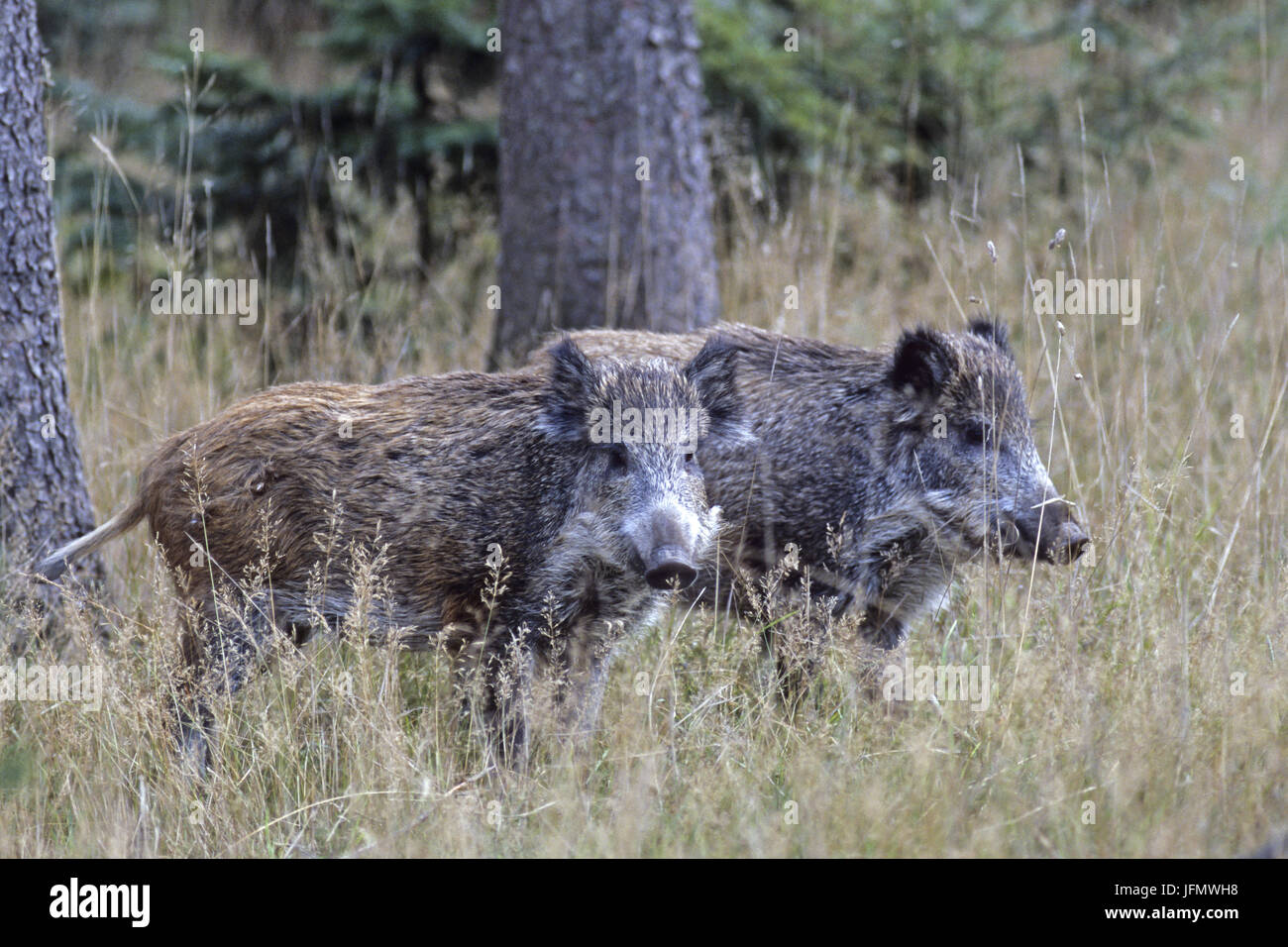 Subadult Wild Boar Stock Photo