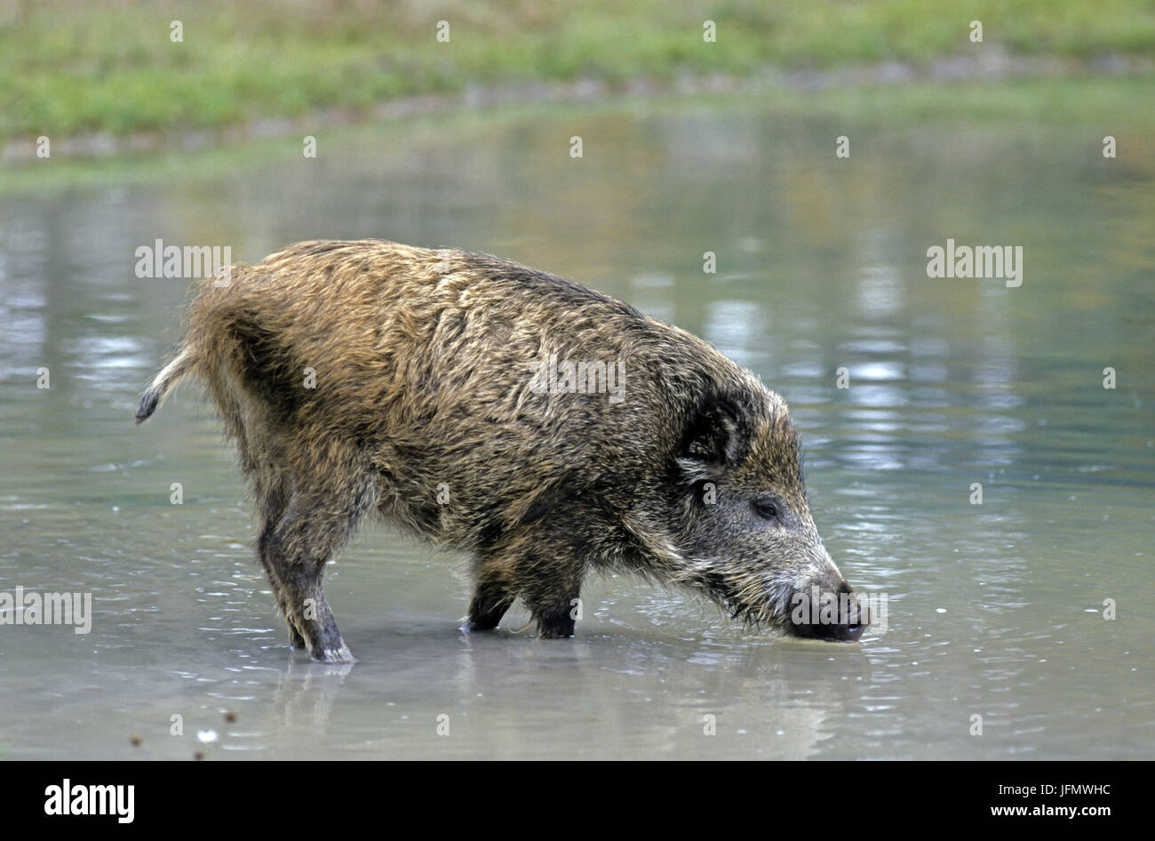 Subadult Wild Boar drinking Stock Photo