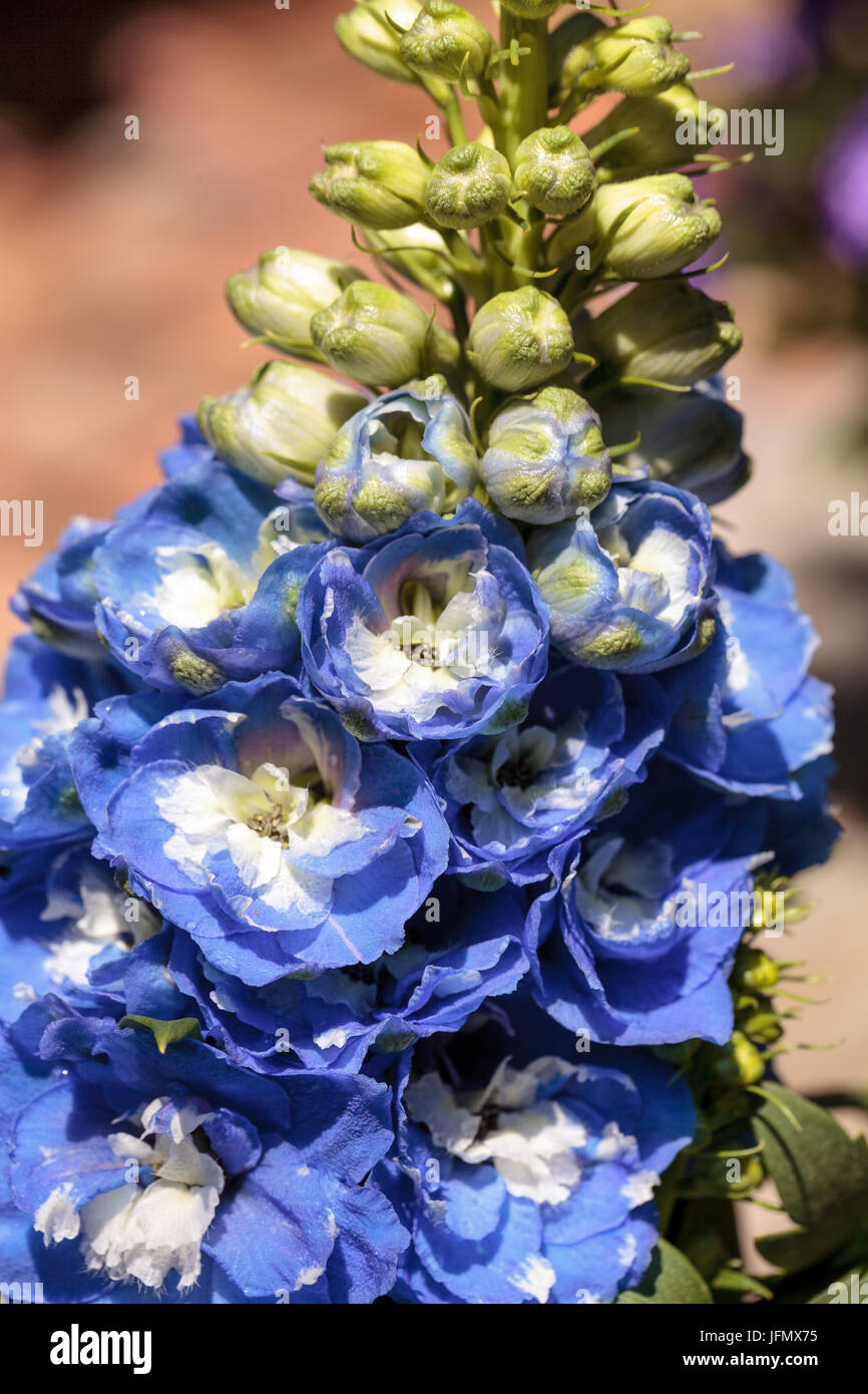 Blue larkspur flower called Delphinium Stock Photo - Alamy