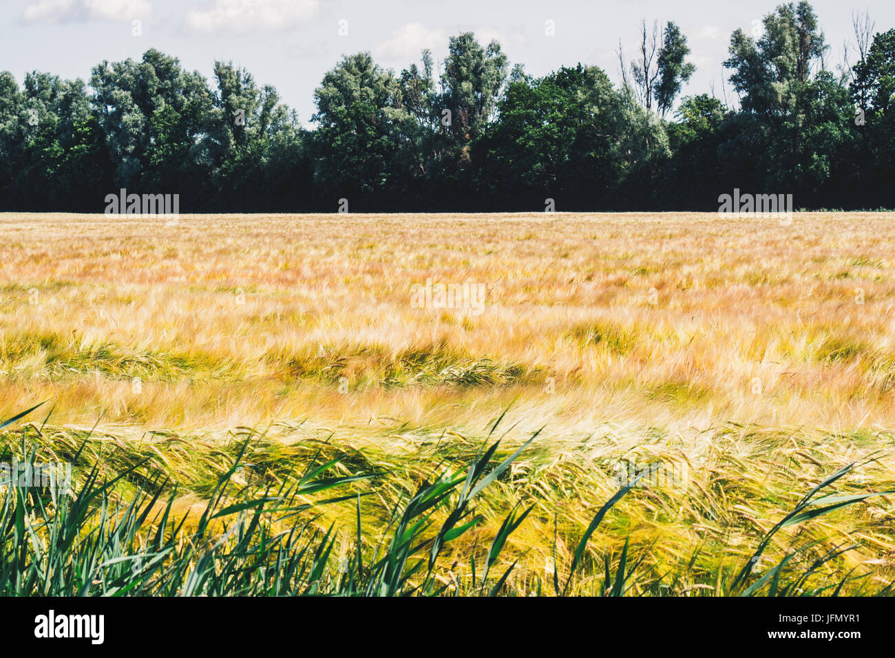 Golden field of grain landscape in the summer. Stock Photo