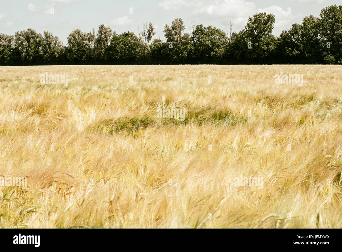 Golden field of grain landscape in the summer Stock Photo - Alamy