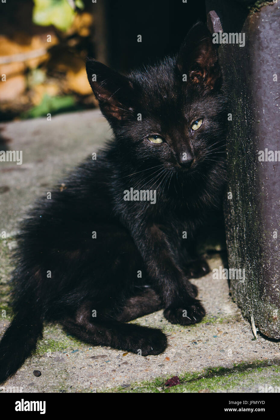 Black kitten leaning against a wall in the sunshine. Stock Photo