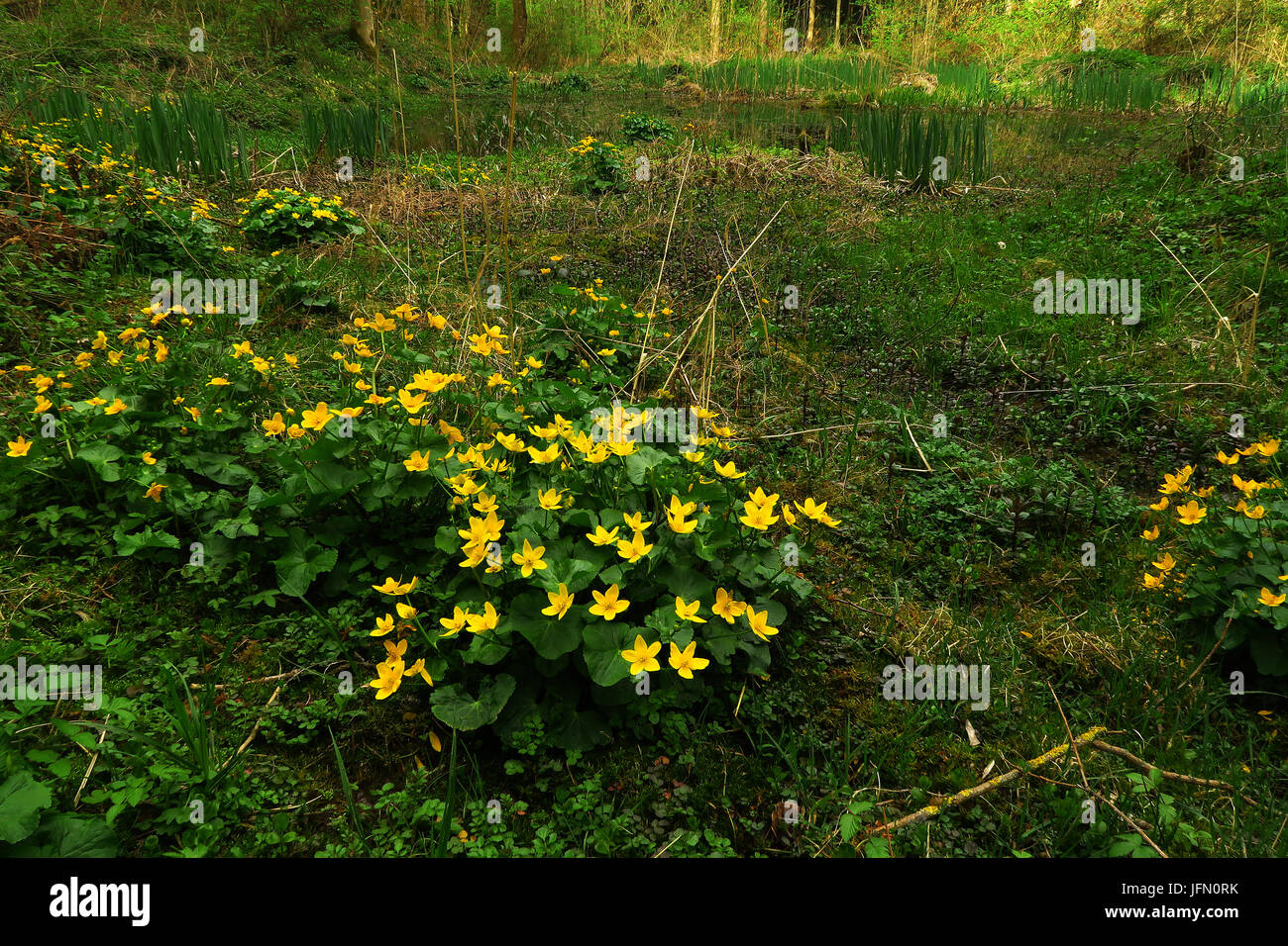 kingcup; water boot; marsh marigold; Stock Photo