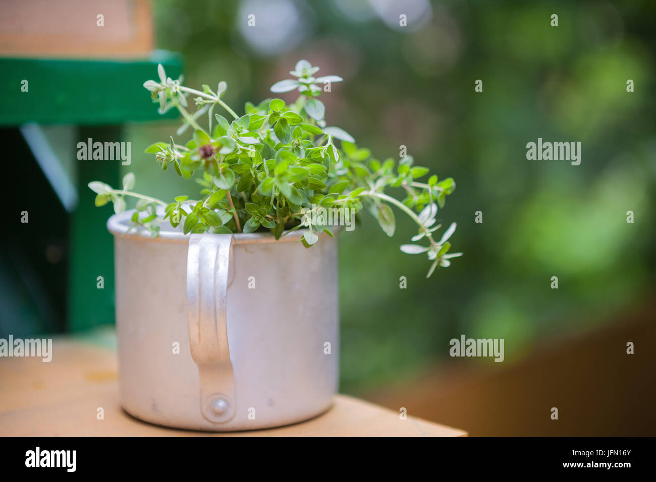 Bouquet of fresh thyme Stock Photo Alamy
