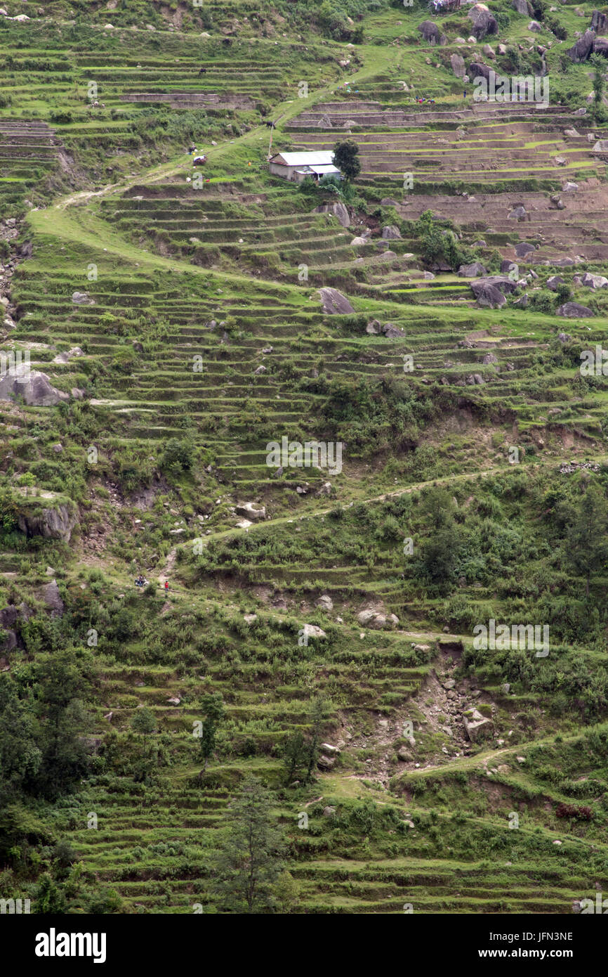 The zig-zag paths and terraces on the hillside going through the rice plantations in the Kathmandu Valley Shivapuri Nagarjun National Park, Nepal Stock Photo