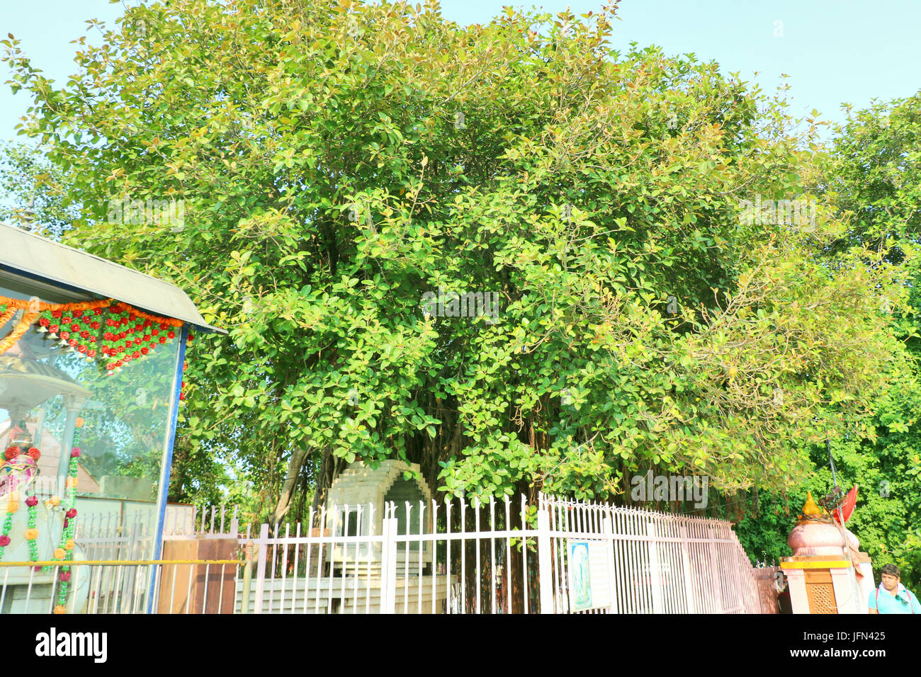 The sacred banyan tree at Jyotisar, Kurukshetra, India under which Lord Krishna delivered sermon of Bhagavad Gita to Arjuna to remove his dilemma. Stock Photo