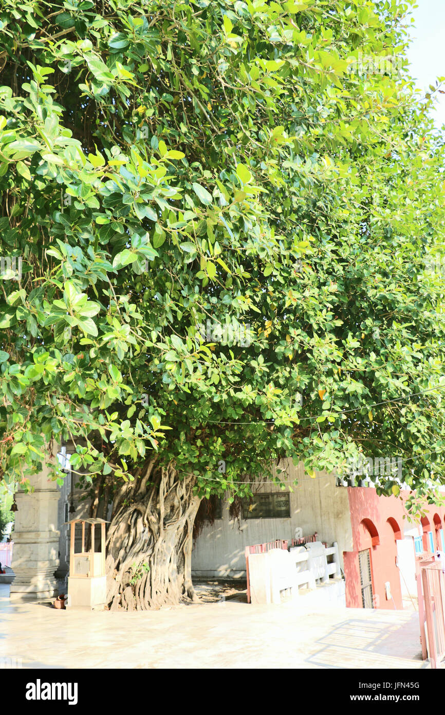 The sacred banyan tree at Jyotisar, Kurukshetra, India under which Lord Krishna delivered sermon of Bhagavad Gita to Arjuna to remove his dilemma. Stock Photo