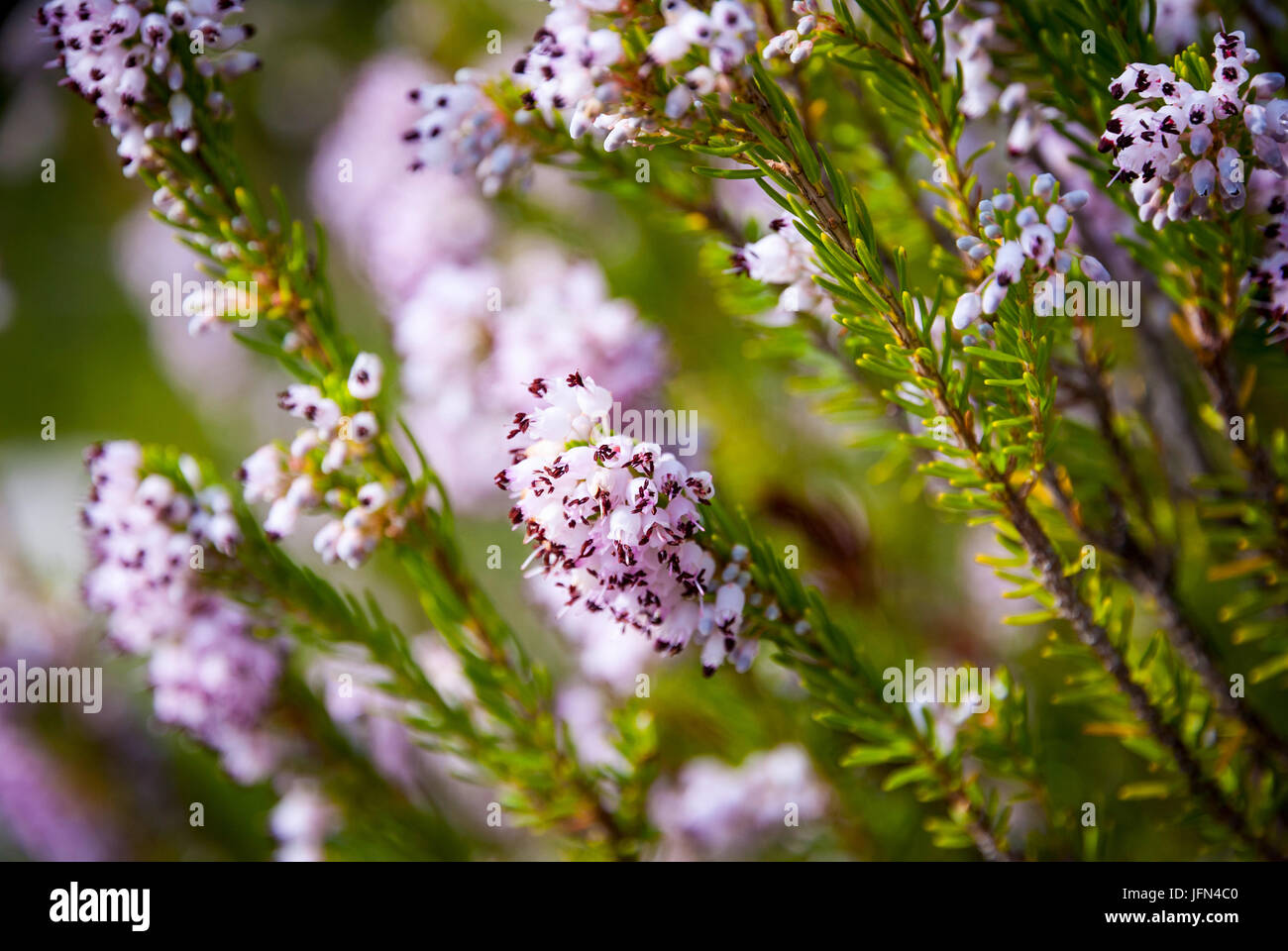 Lightp ink heather plant blossoming, close up image Stock Photo - Alamy