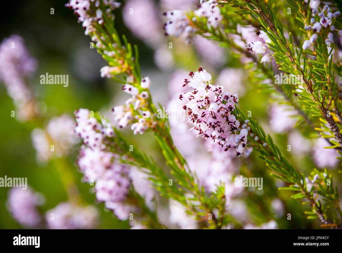 Lightp ink heather plant blossoming, close up image Stock Photo - Alamy