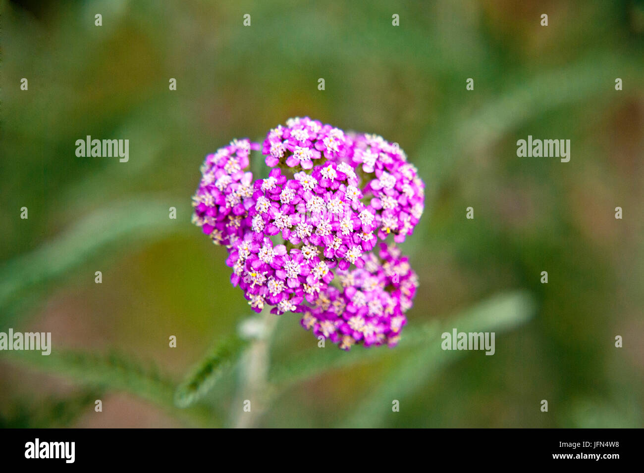 Pink yarrow herb blossoming Stock Photo