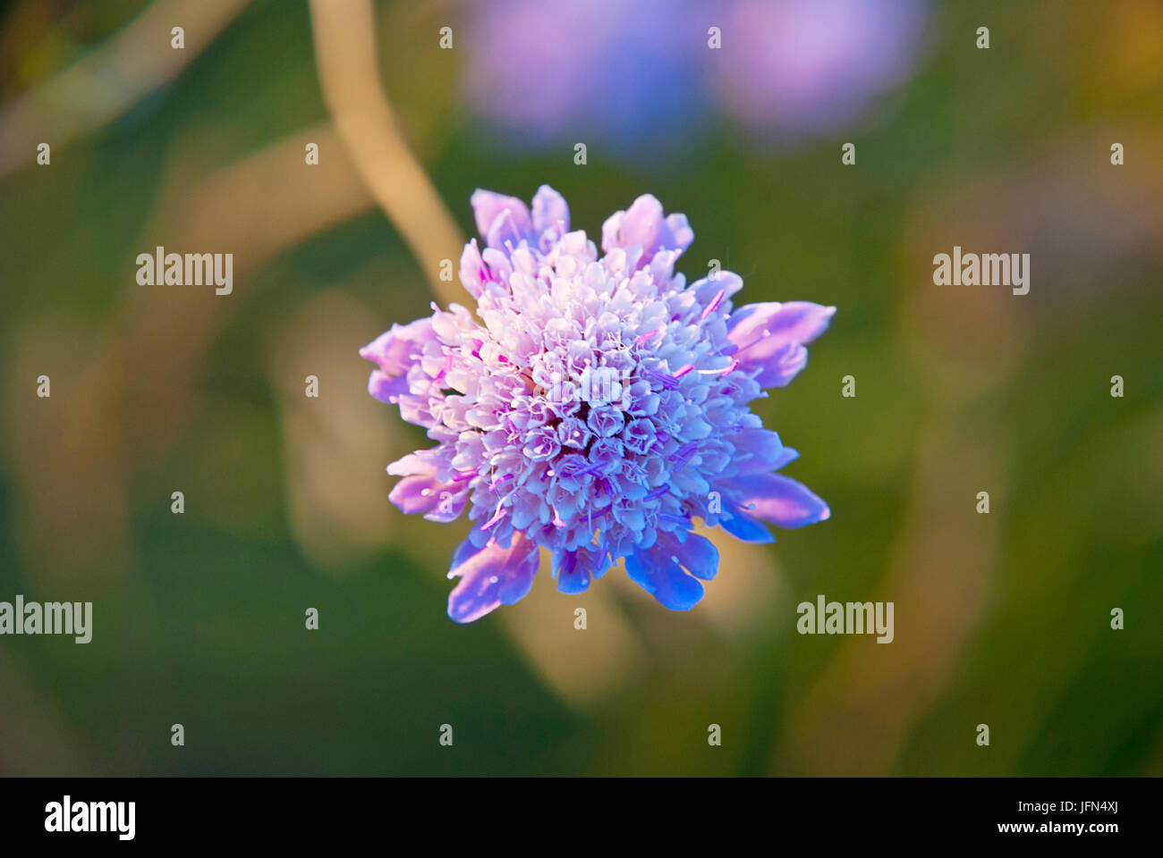 Field Scabious flower blossoming closeup Stock Photo