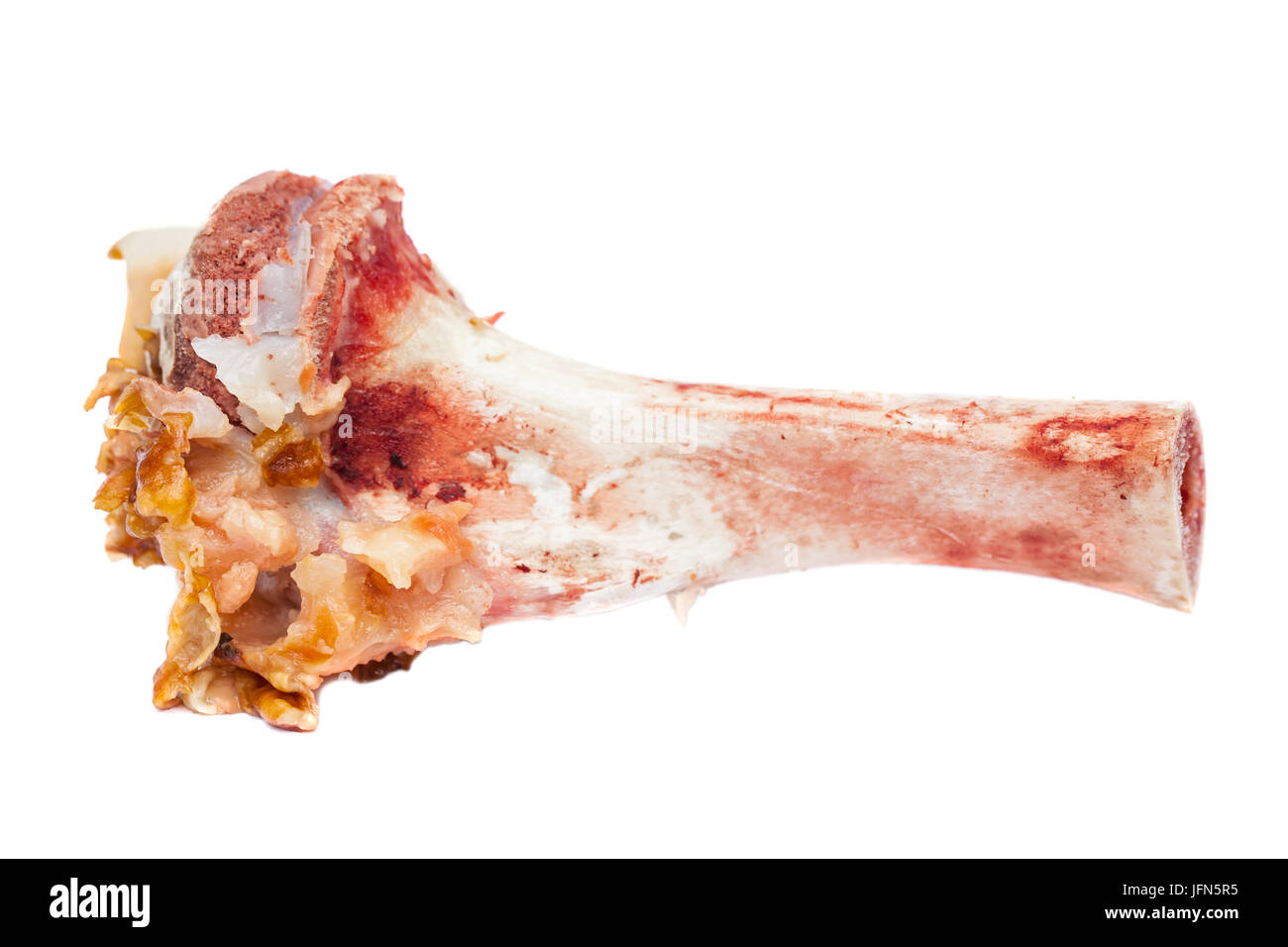 Close up picture of a meaty big bone uncooked on isolated background