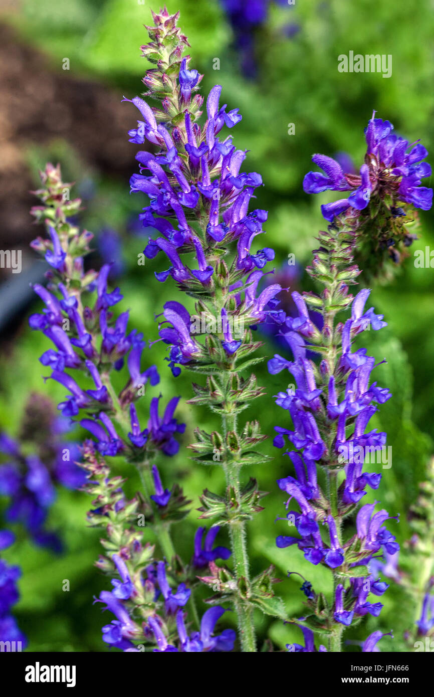 Salvia nemorosa 'Rugen', Woodland sage, Balkan clary Stock Photo