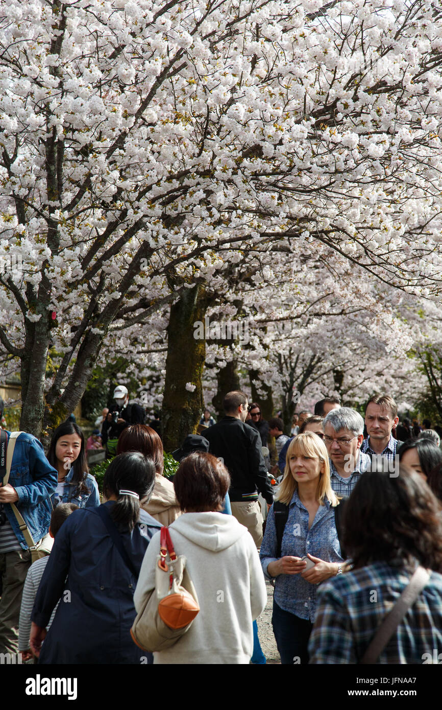 Tourists admiring cherry blossoms along the Philosopher's Path in Kyoto, Japan Stock Photo