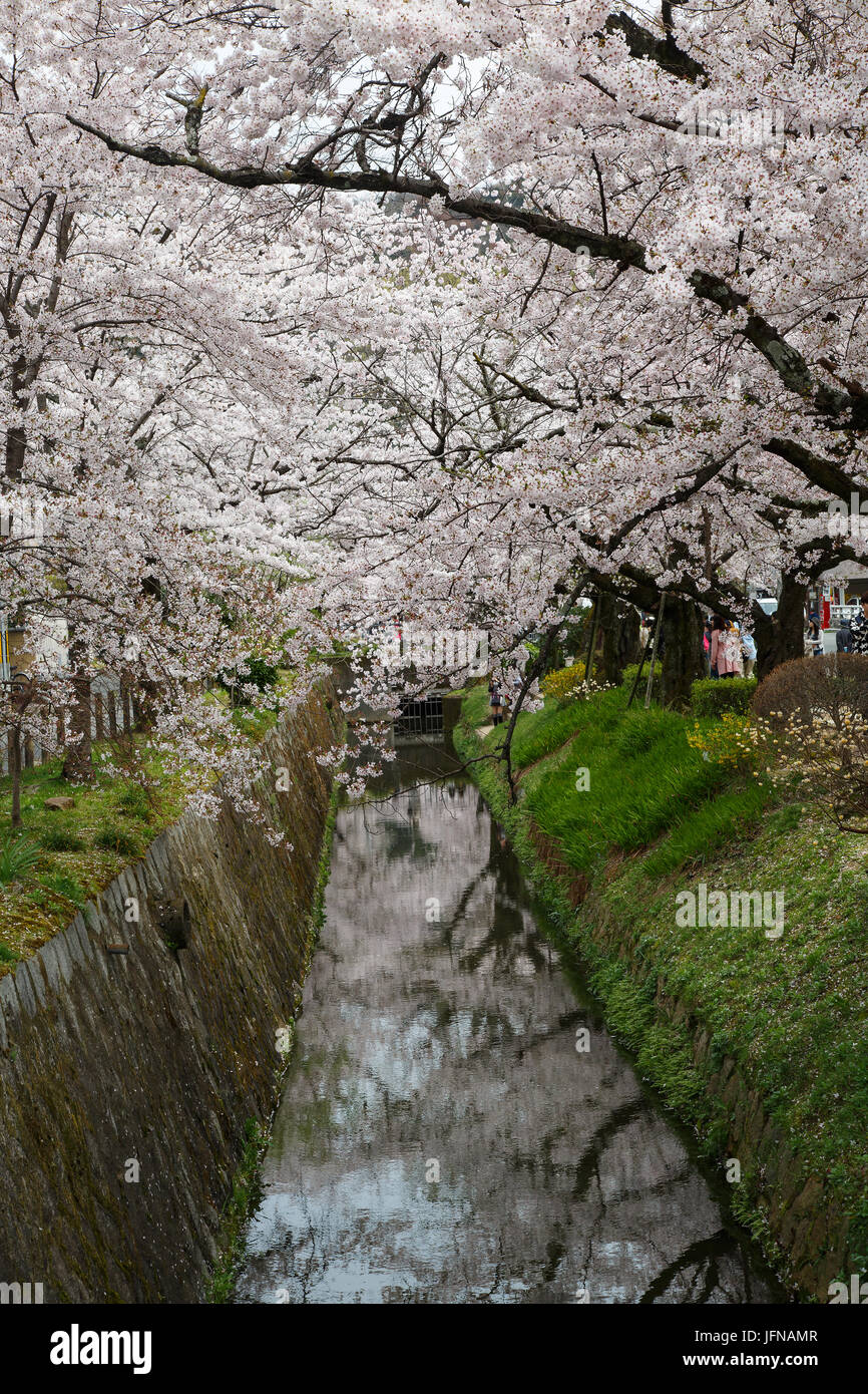 Cherry blossoms along the Philosopher's Path in Kyoto, Japan Stock Photo