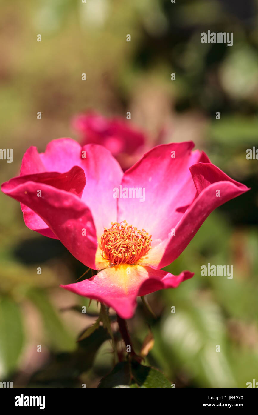 Pink red tea rose blooms Stock Photo Alamy