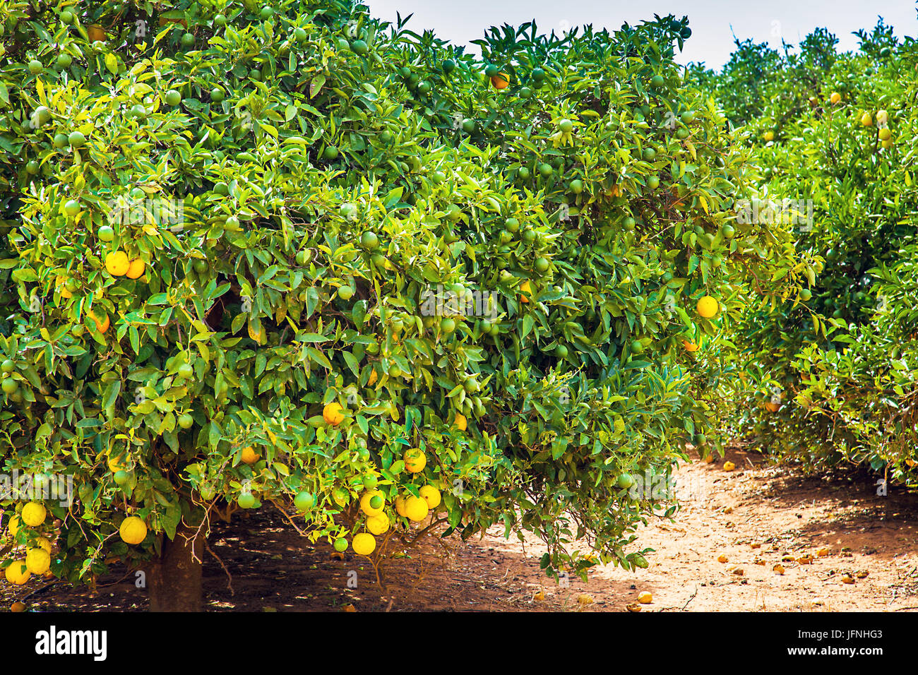 Orange plantation in Narrandera Australia Stock Photo