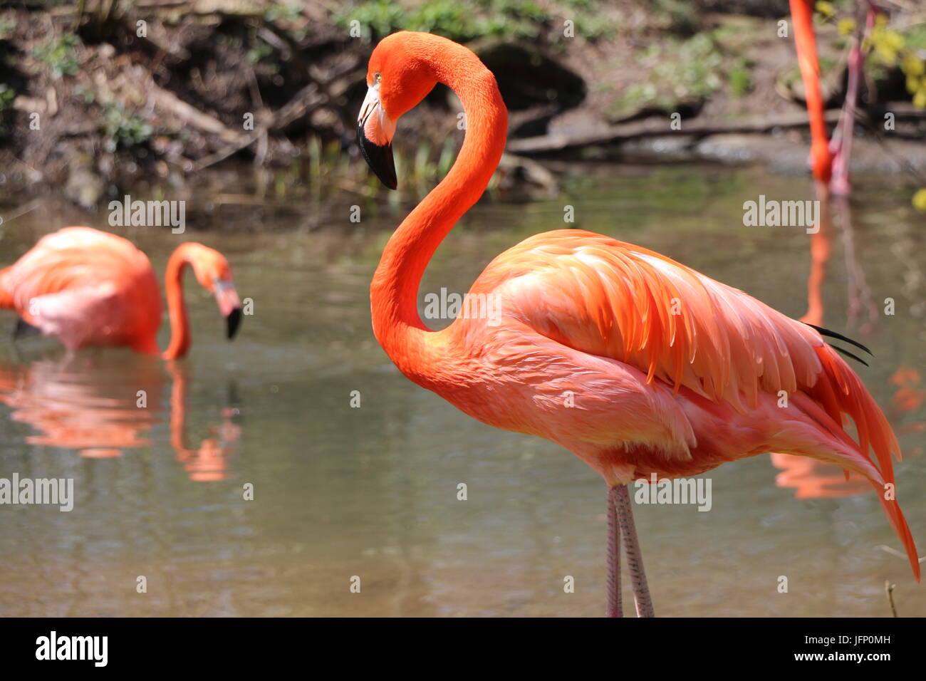 Wildlife zoo animal bird birds hi-res stock photography and images - Alamy