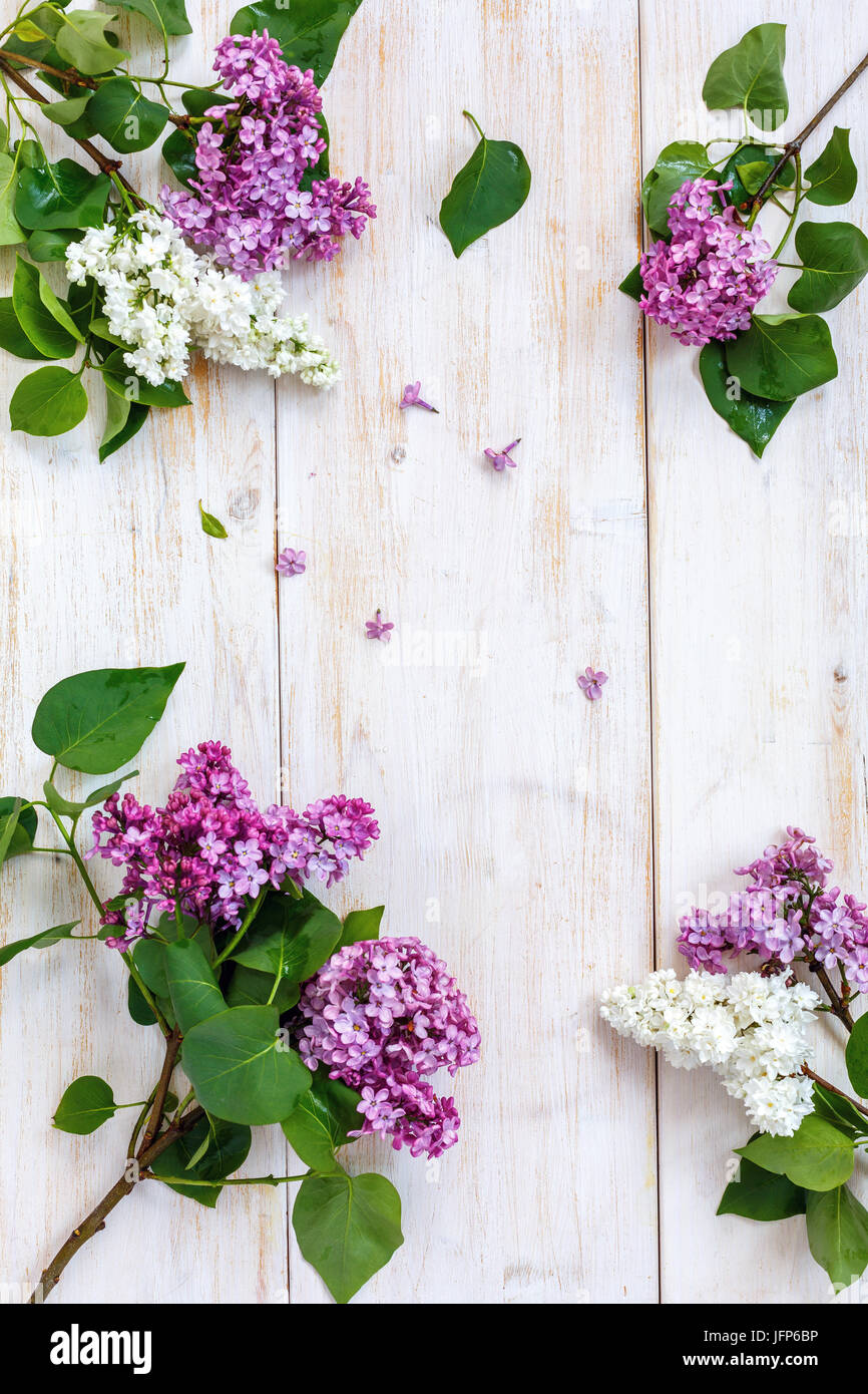 Blooming white and purple lilacs. Stock Photo