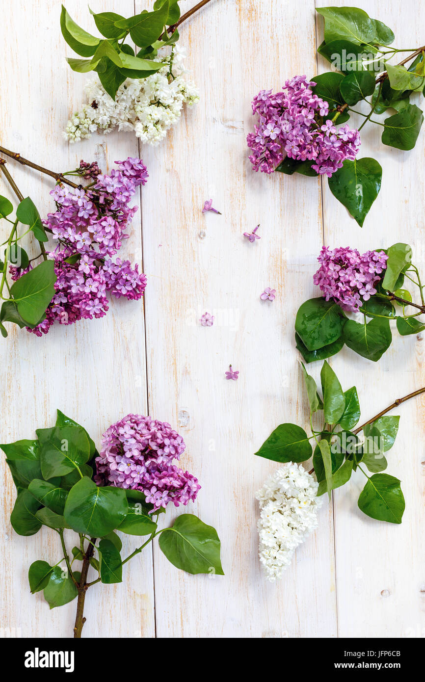 Branches of a blossoming white and purple lilacs Stock Photo - Alamy