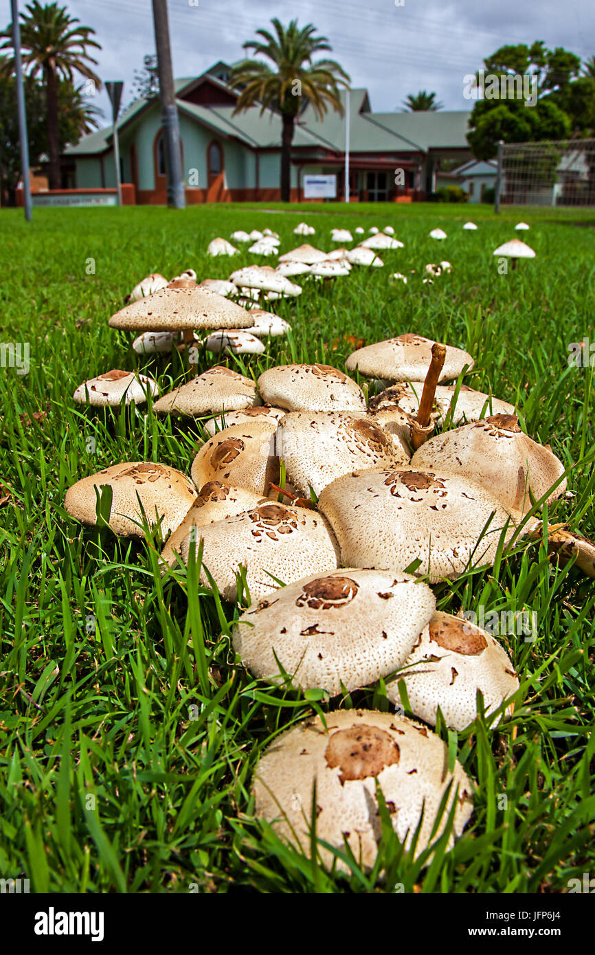 Mushrooms in New Soth Wales Australia Umbrella mushrooms Stock Photo