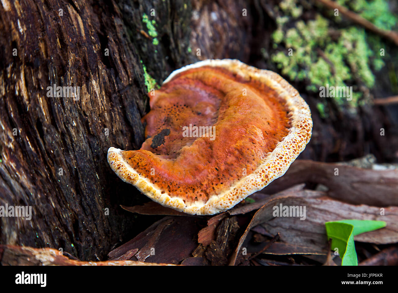 Mushroom in New South Wales Australia Schillerporling Stock Photo