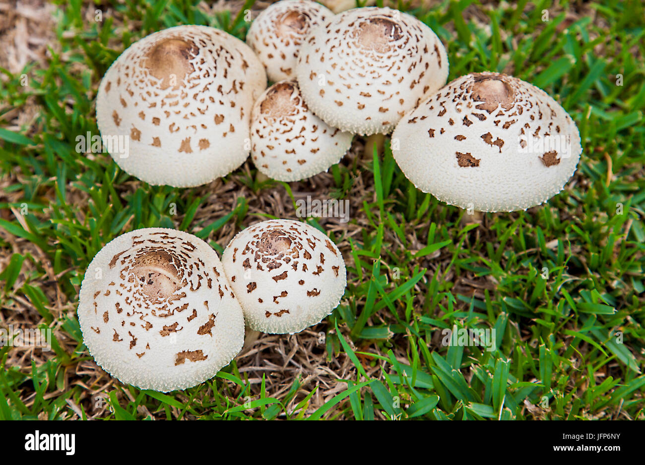 Mushrooms in New Soth Wales Australia Umbrella mushrooms Stock Photo