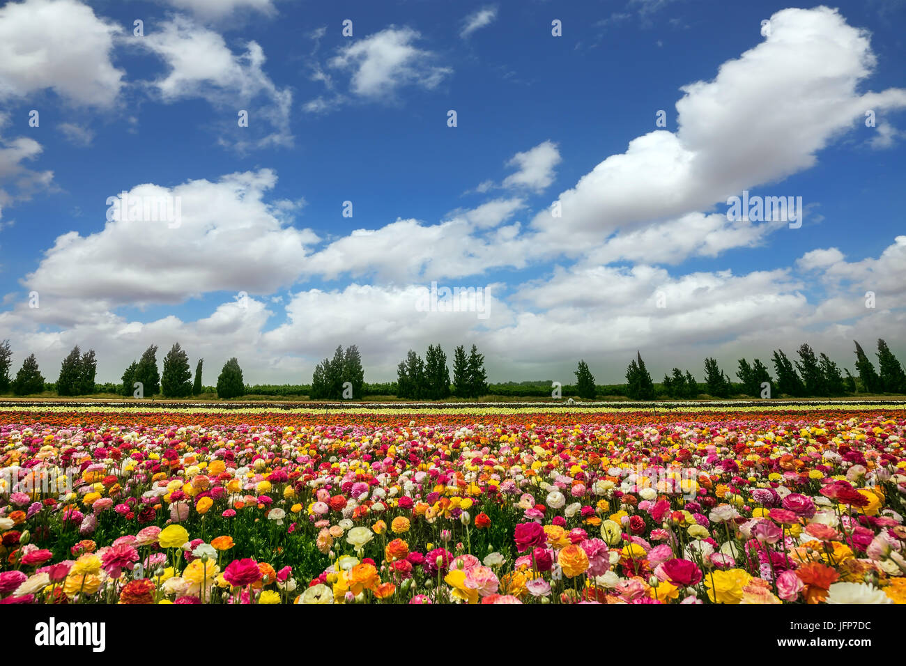 Flower kibbutz near Gaza Strip Stock Photo