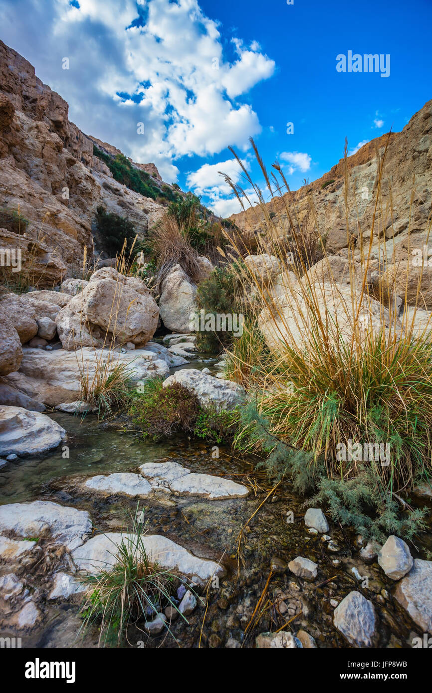 The stream flows through gorge Ein Gedi Stock Photo