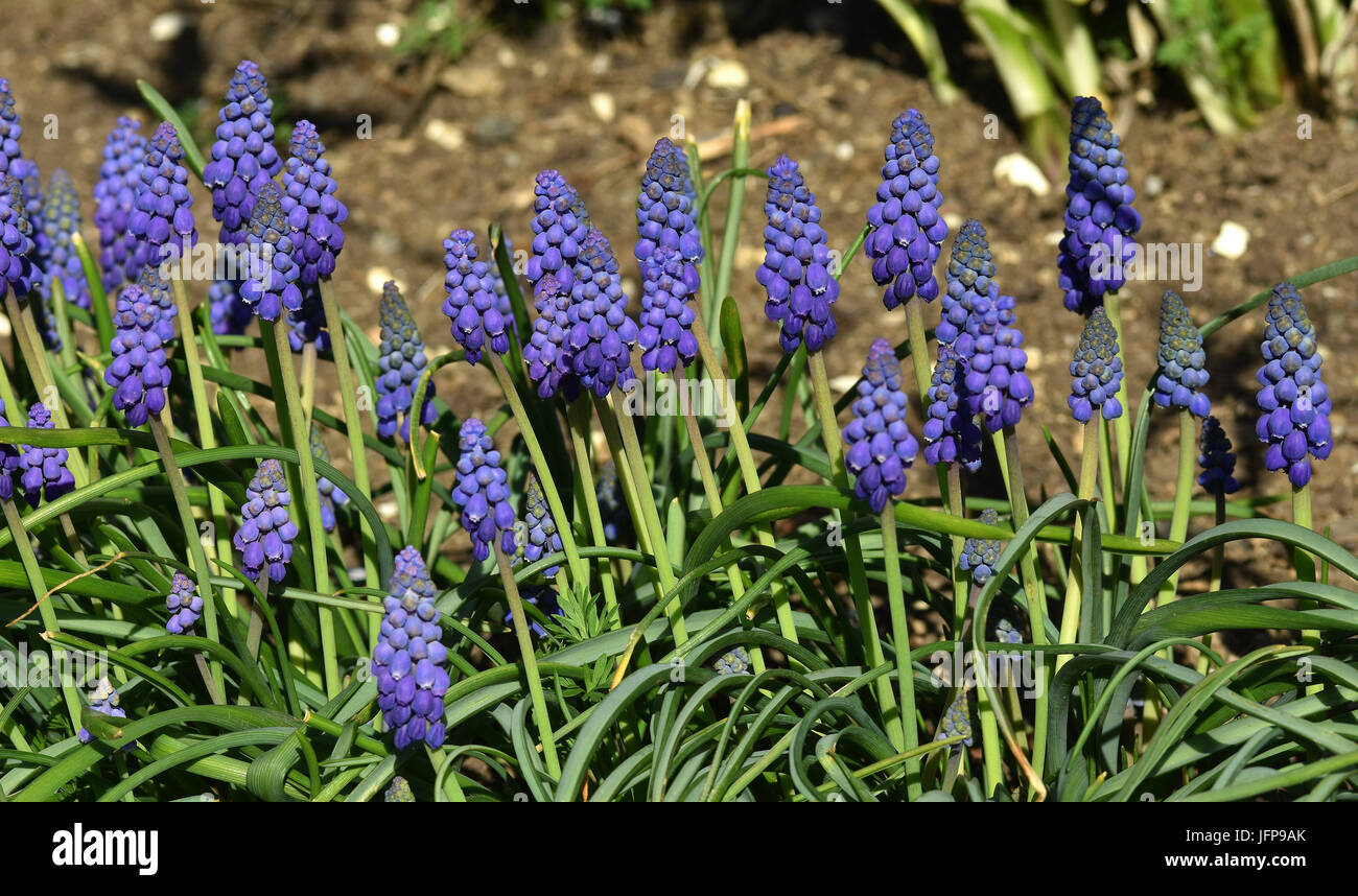 grape hyacinth; flower; blossom Stock Photo Alamy
