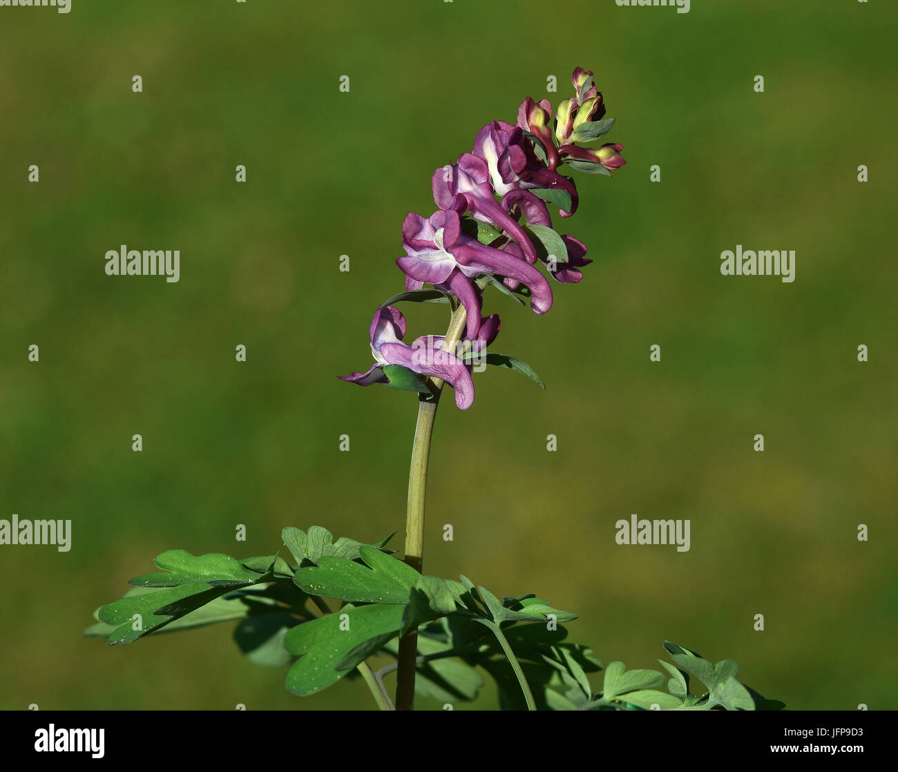 hollowroot; flower; blossom; Stock Photo