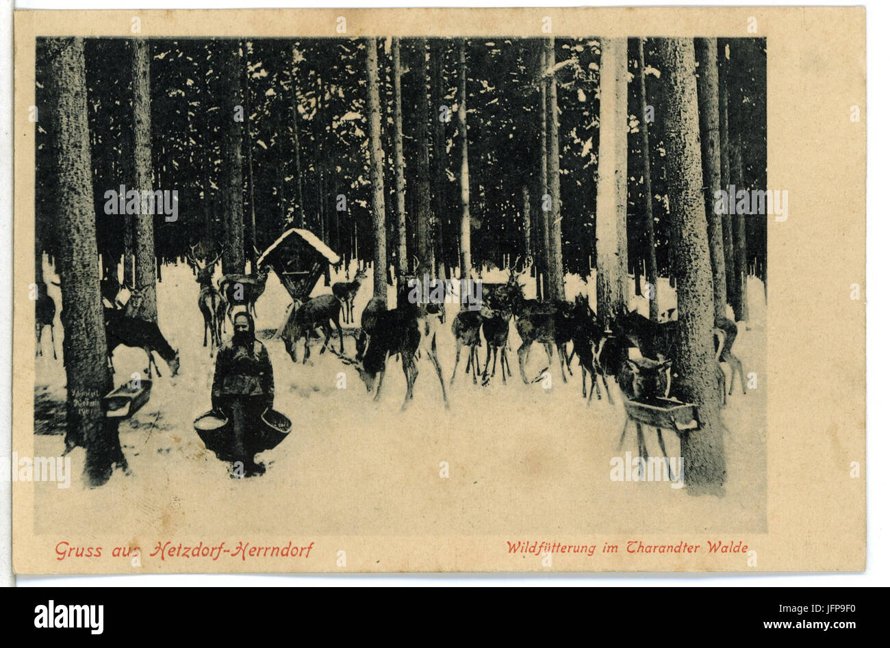 09855-Hetzdorf-Herrndorf-1908-Wildfütterung im Tharandter Wald-Brück & Sohn Kunstverlag Stock Photo