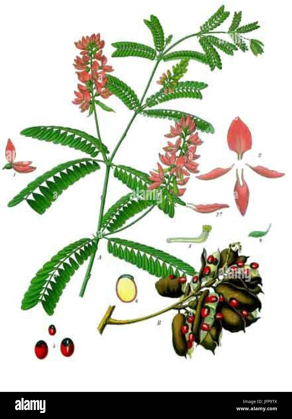 Abrus precatorius - Köhler-s Medizinal-Pflanzen-002 Stock Photo