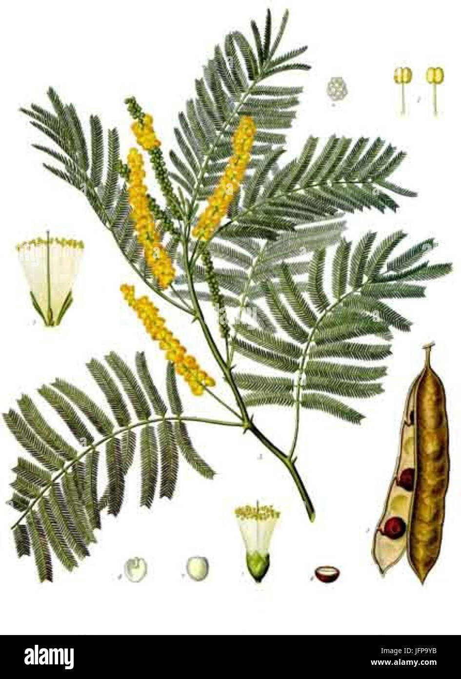 Acacia catechu - Köhler-s Medizinal-Pflanzen-003 Stock Photo