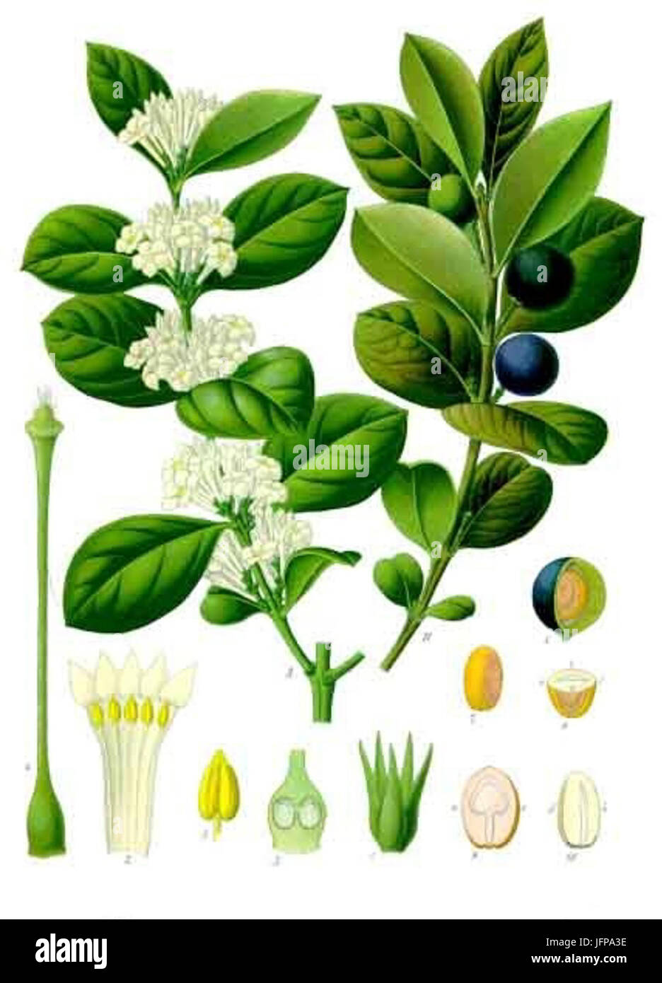 Acokanthera schimperi - Köhler-s Medizinal-Pflanzen-150 Stock Photo