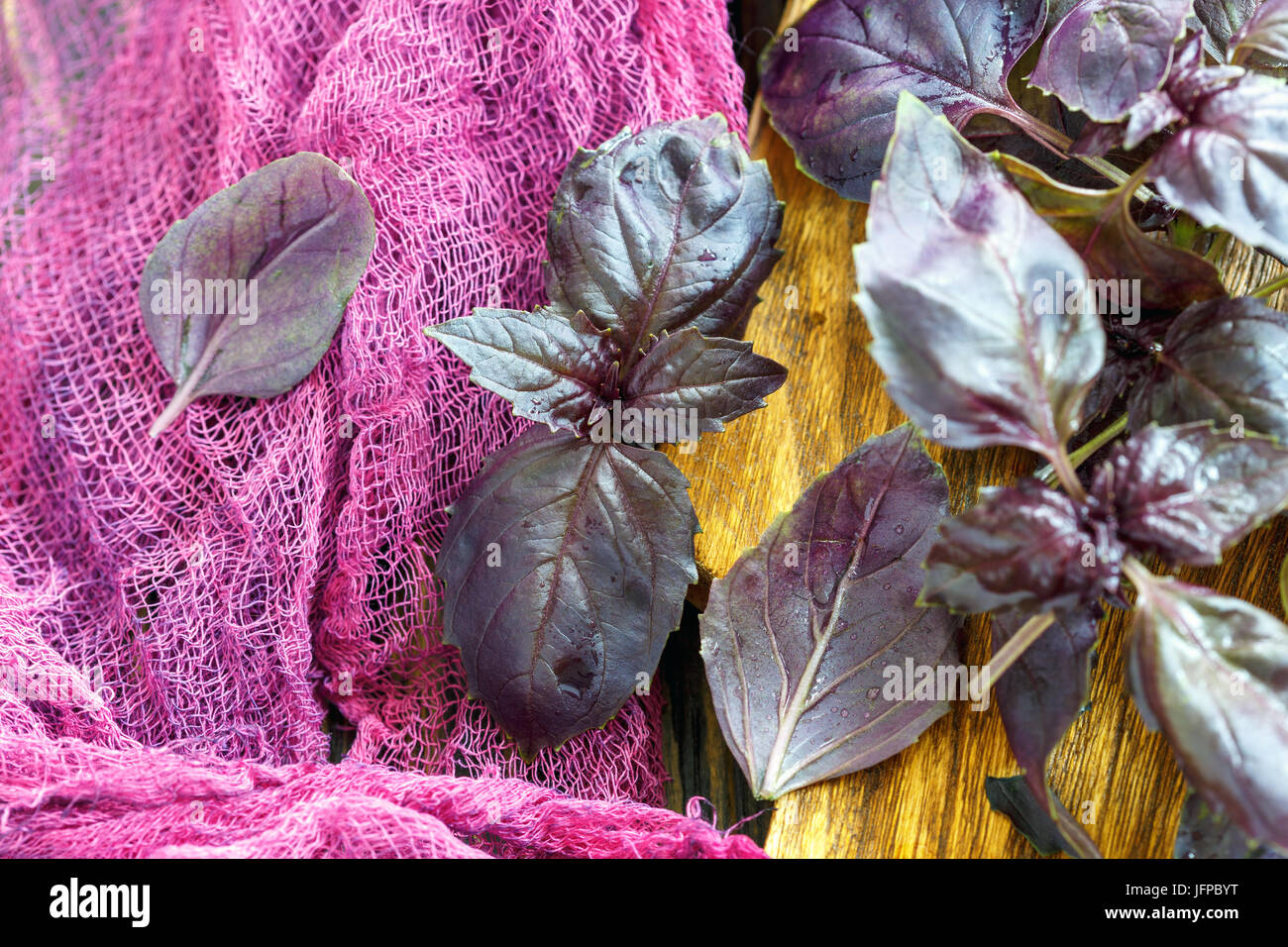 Leaves purple basil close-up. Stock Photo