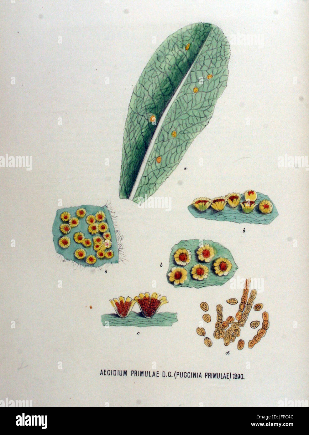 Aecidium primulae   Flora Batava   Volume v18 Stock Photo