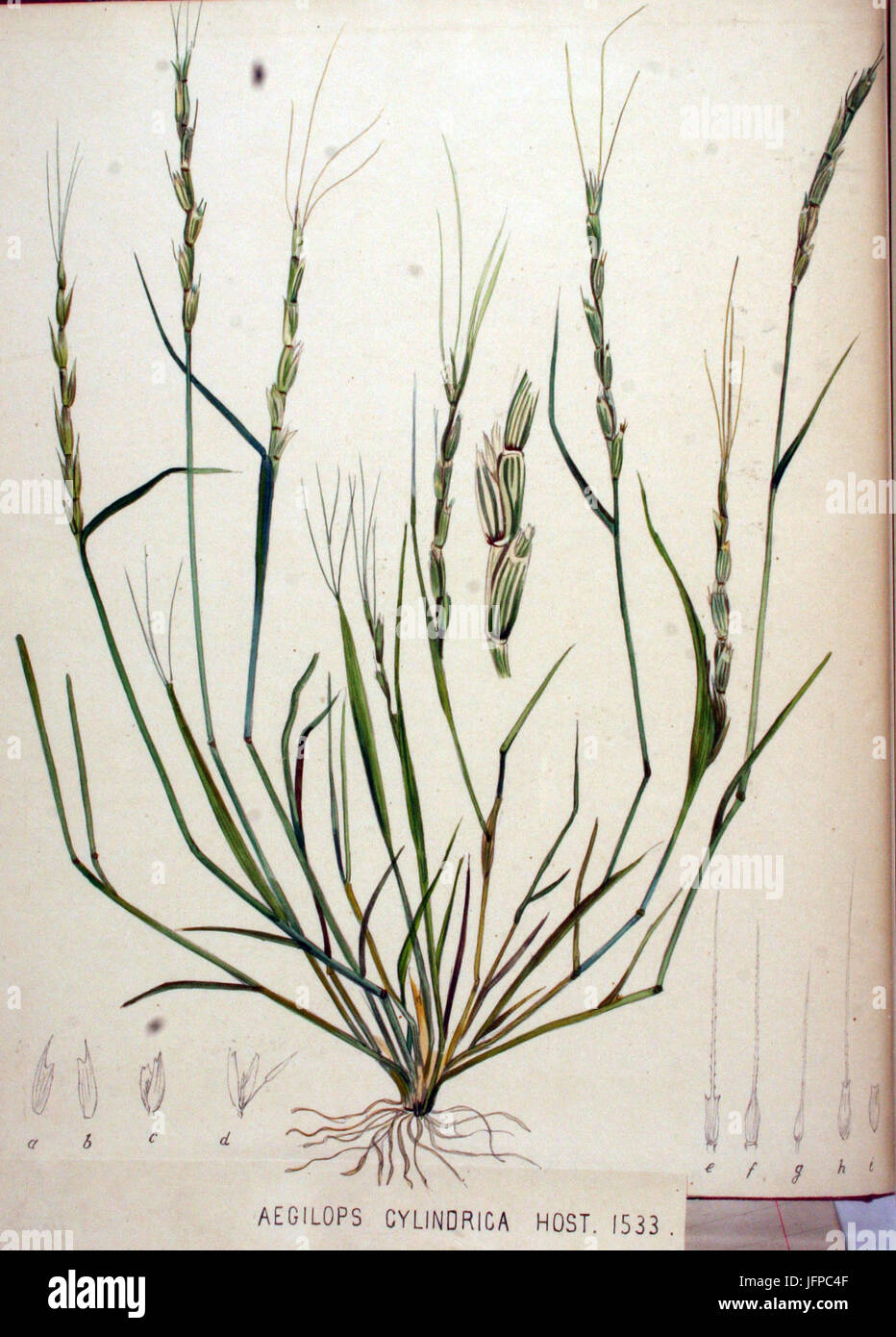 Aegilops cylindrica   Flora Batava   Volume v20 Stock Photo
