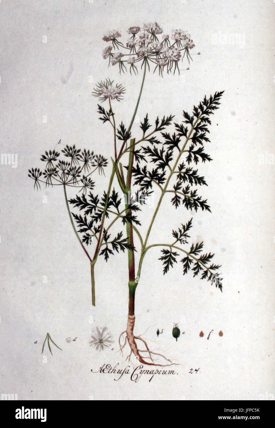 Aethusa cynapium   Flora Batava   Volume v1 Stock Photo